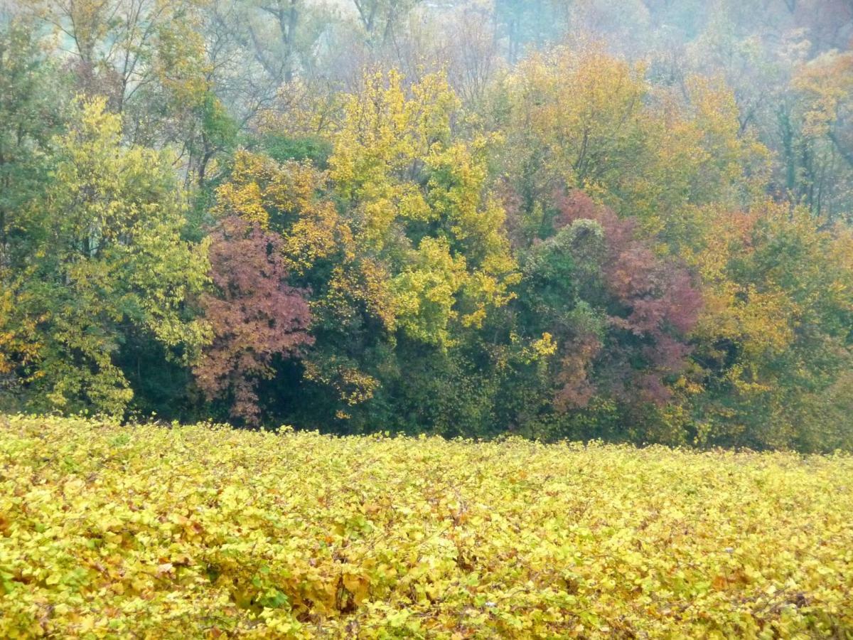 Podere Di Costabella 科内利亚诺 外观 照片